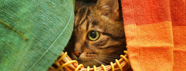 A cat sitting in a basket hiding behind cloths