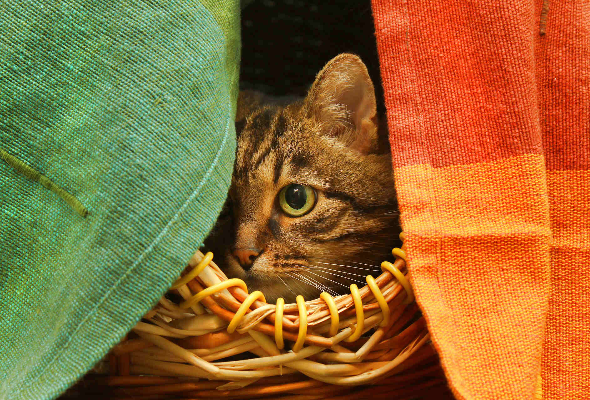 A cat sitting in a basket hiding behind cloths