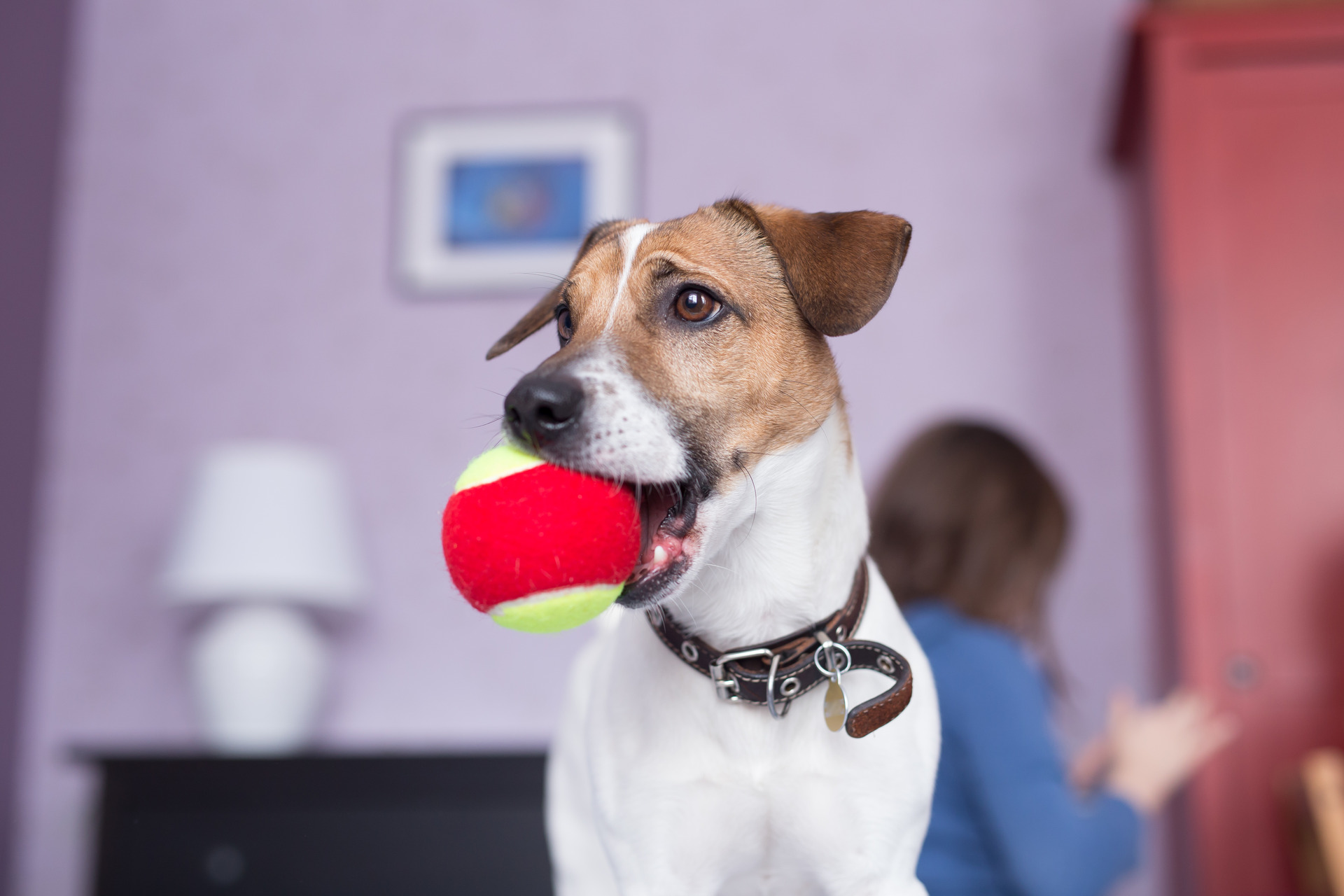 A dog holding a ball in their mouth