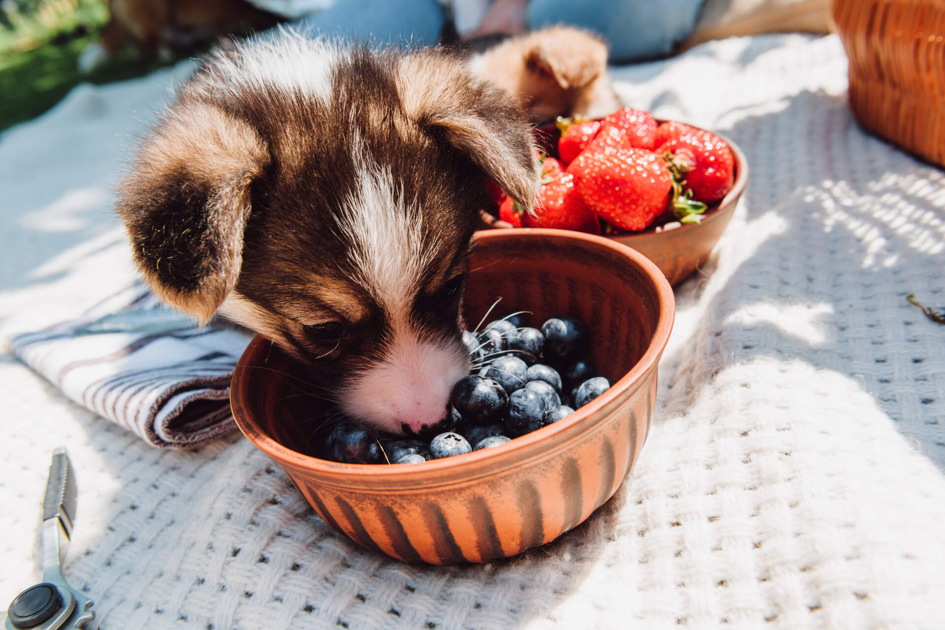 A puppy sniffing at a bowl of blueberries on a picnic table