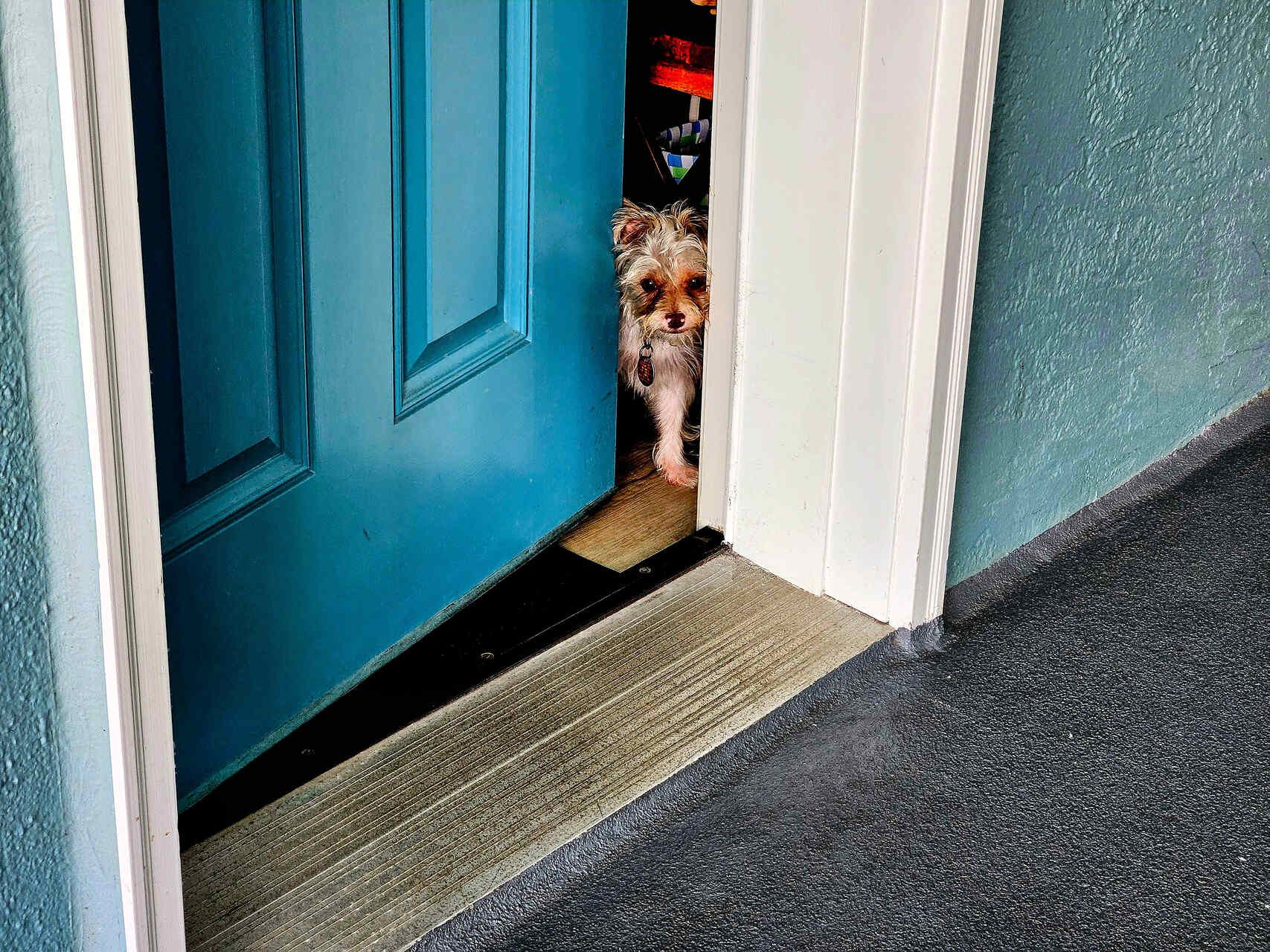 A puppy peeking outside an open blue door