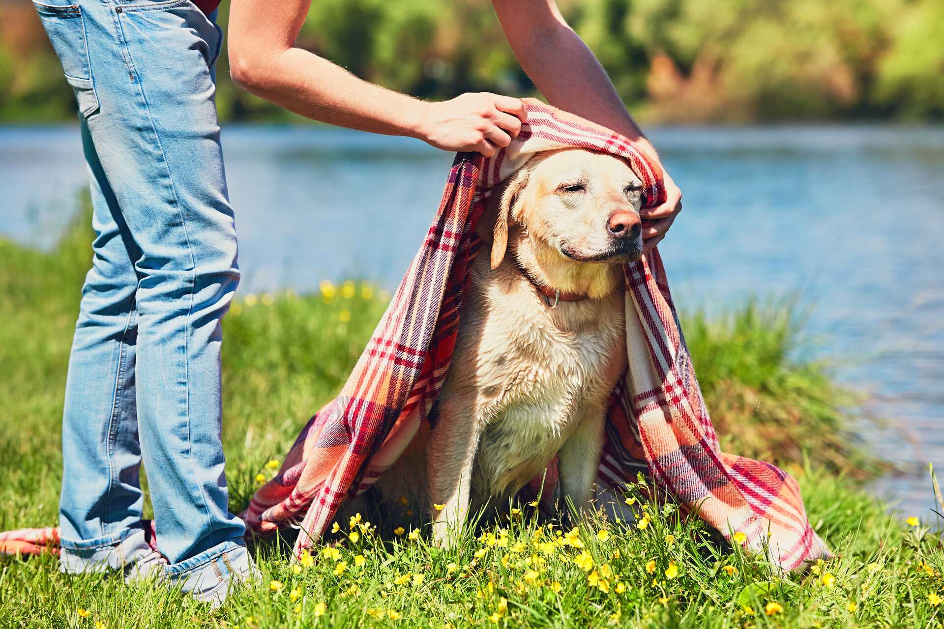 A woman placing a red checkered blanket on a dog outdoors