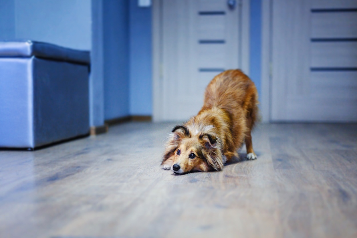 Ängstlicher Hund im Wohnzimmer