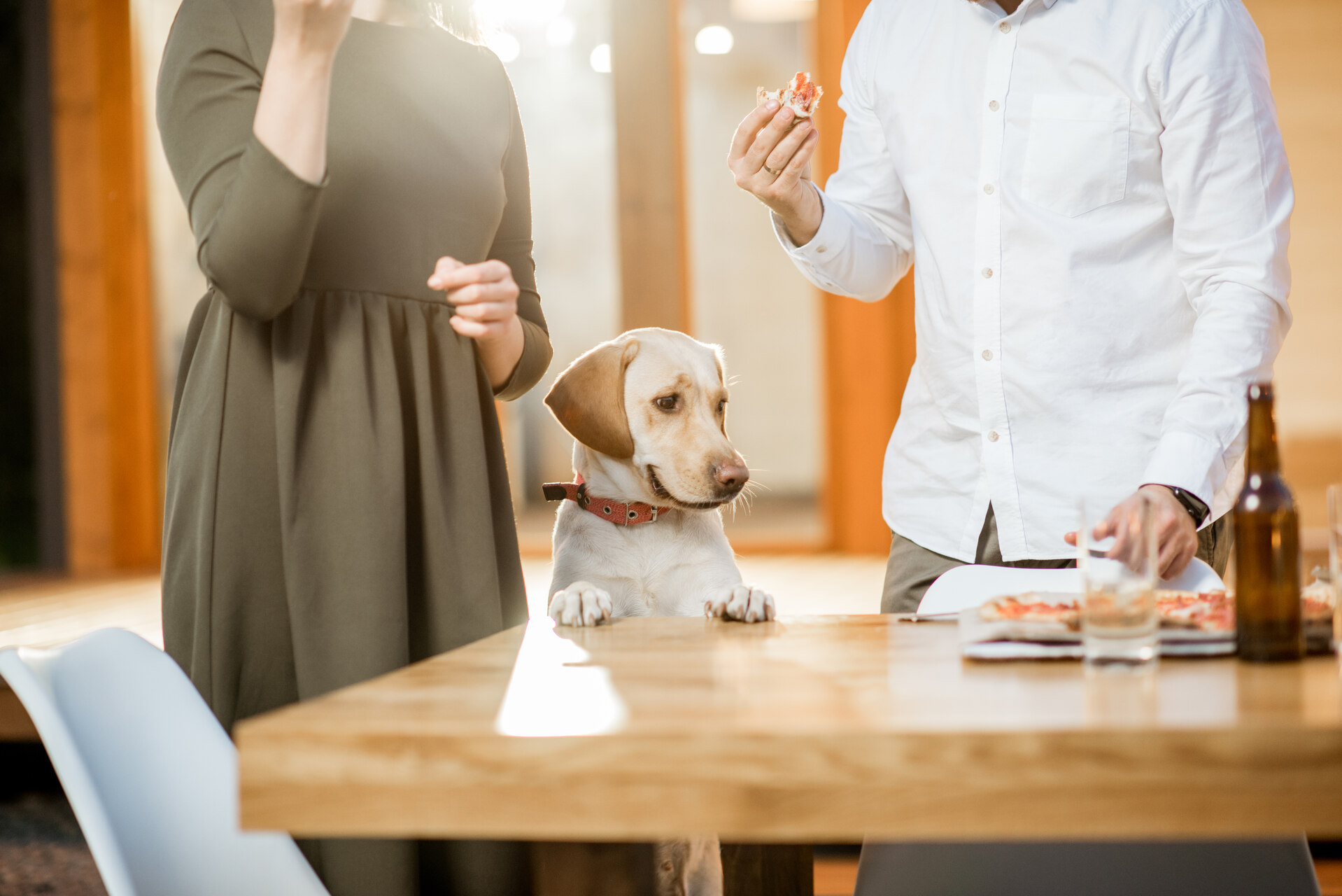 A dog at a dining table with a couple