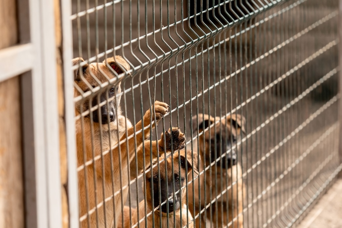 Junge Hunde hinter einem Gitter im Tierheim