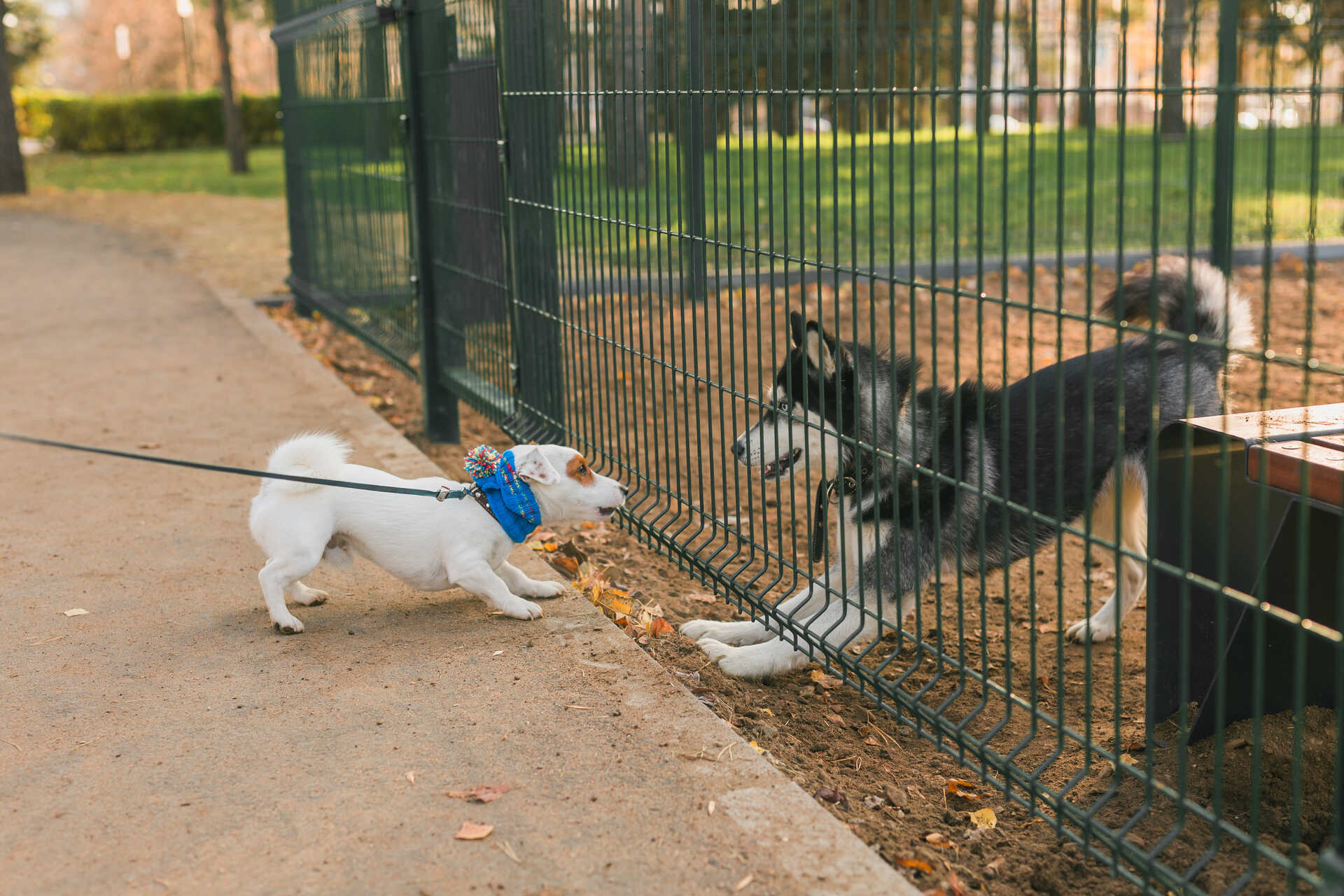 A pair of dogs playing through a fence