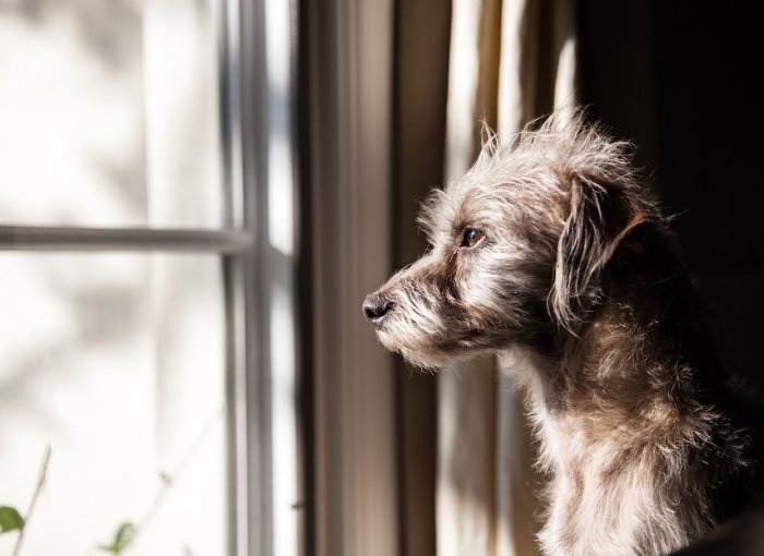 Grauer Hund sieht traurig beim Fenster hinaus