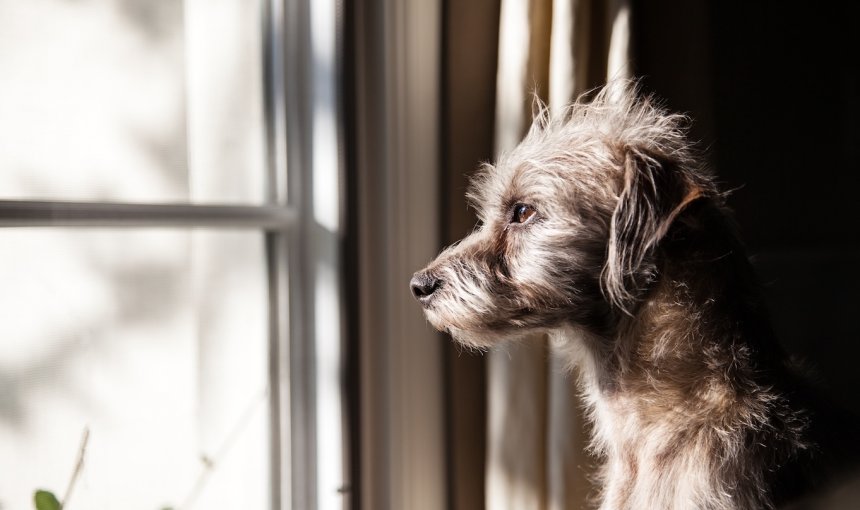 Grauer Hund sieht traurig beim Fenster hinaus