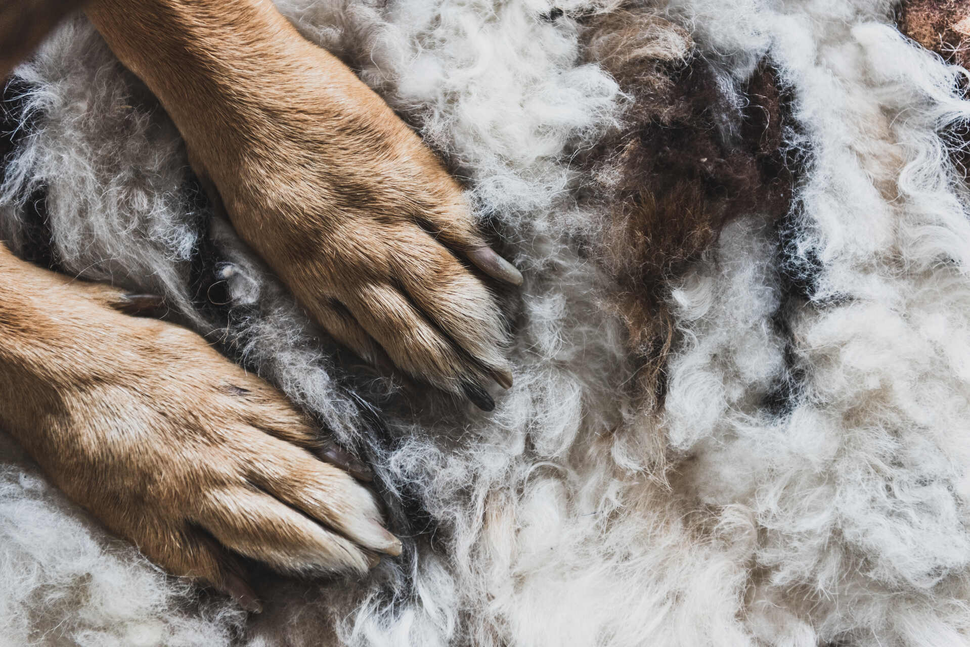 A dog's paws resting on a heap of shed fur