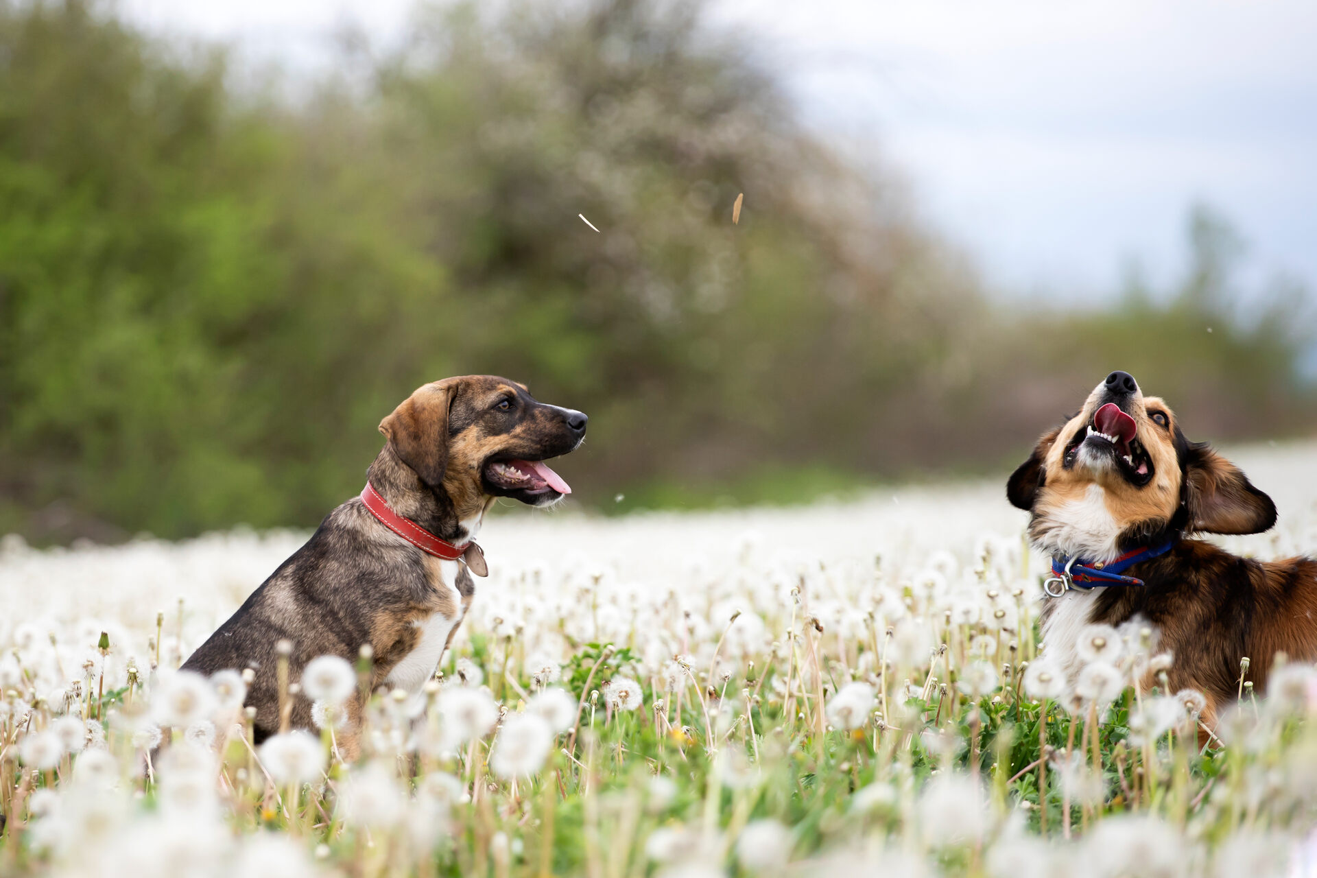 Two dogs playing in a dandelion field