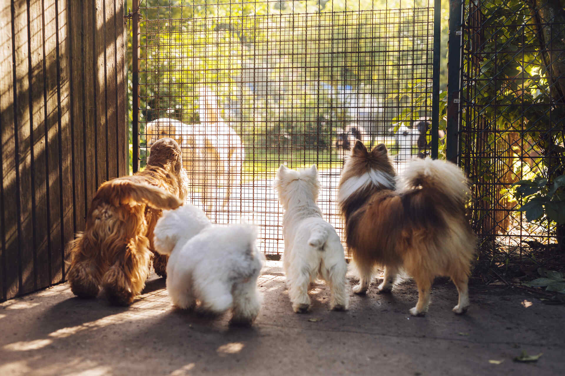 A pack of shelter dogs looking outside a cage