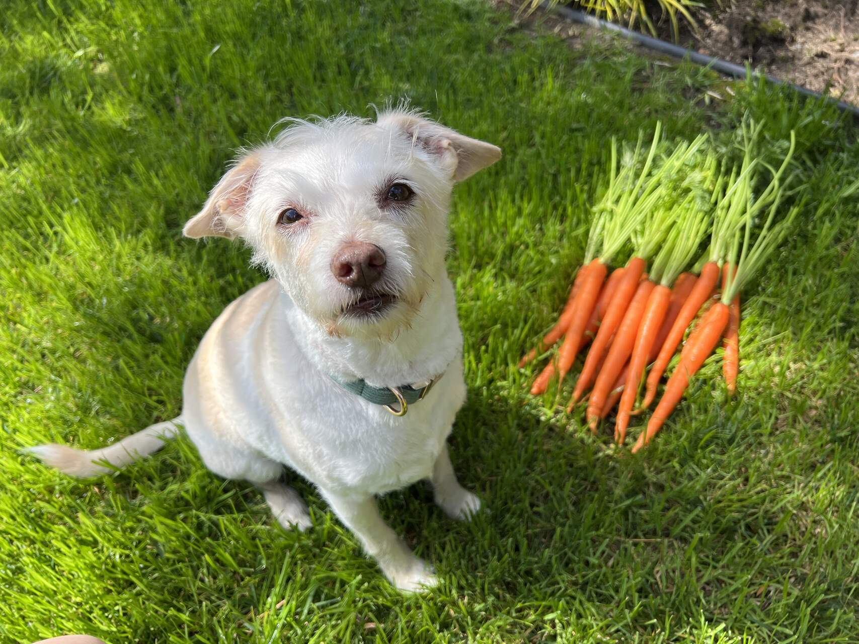 A dog sitting in a garden next to a pile of carrots