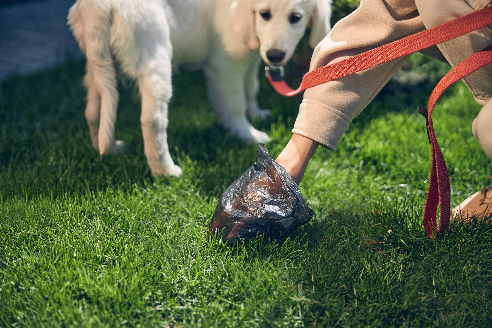 A woman scooping up a dog's poop with a plastic trash bag
