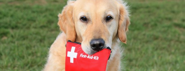 A dog holding a red first aid kit in their mouth