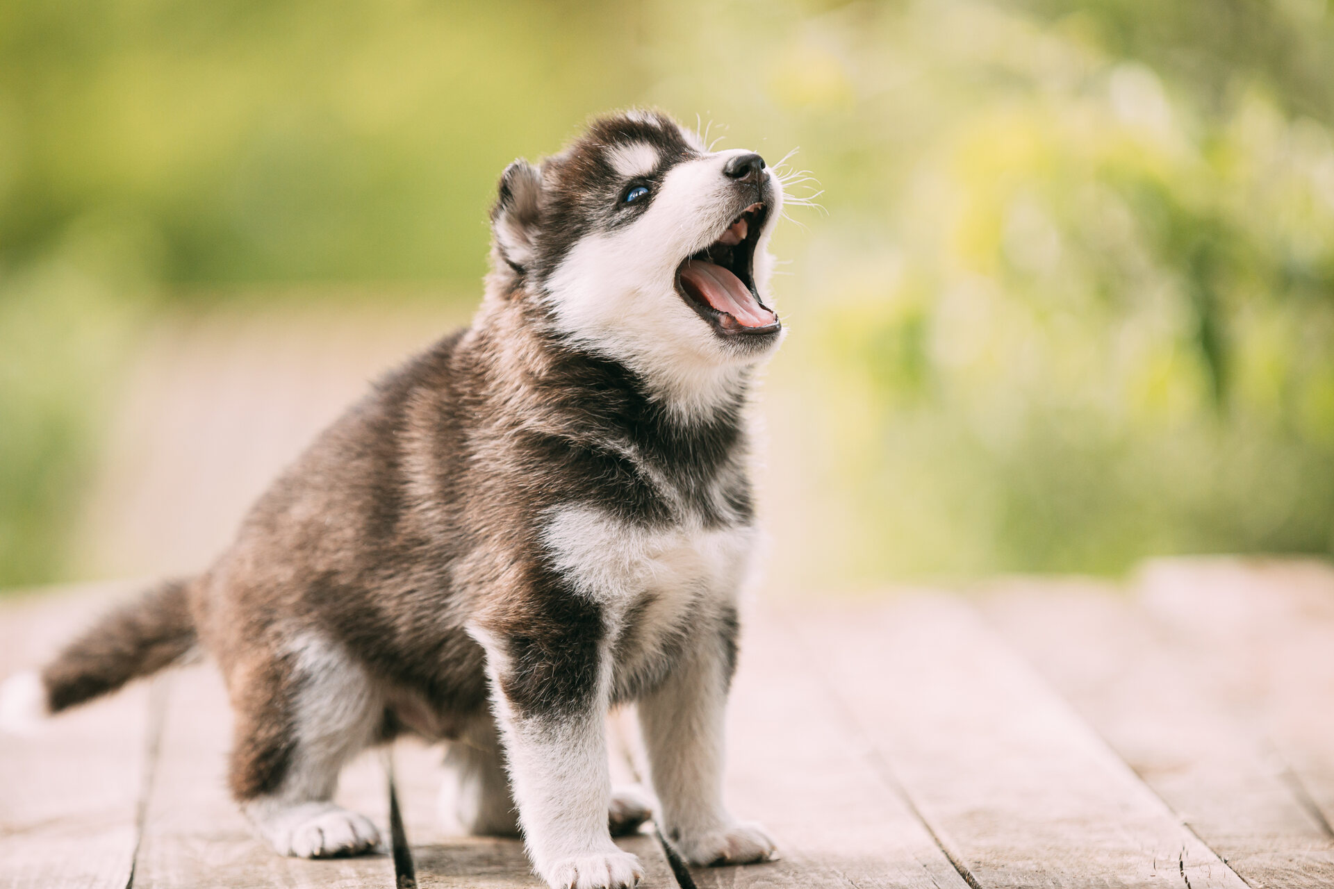 A Husky puppy barking to be let out for a toilet break