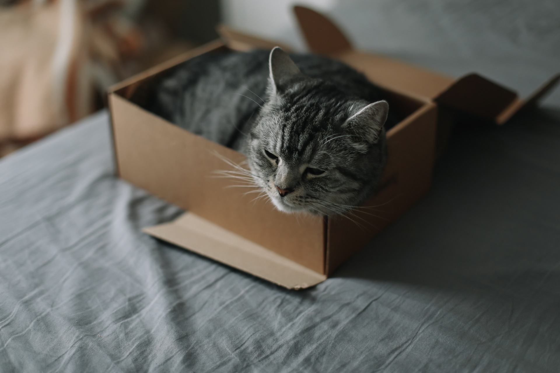 A cat sleeping in a cardboard box