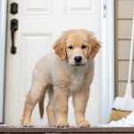 A puppy standing by a door