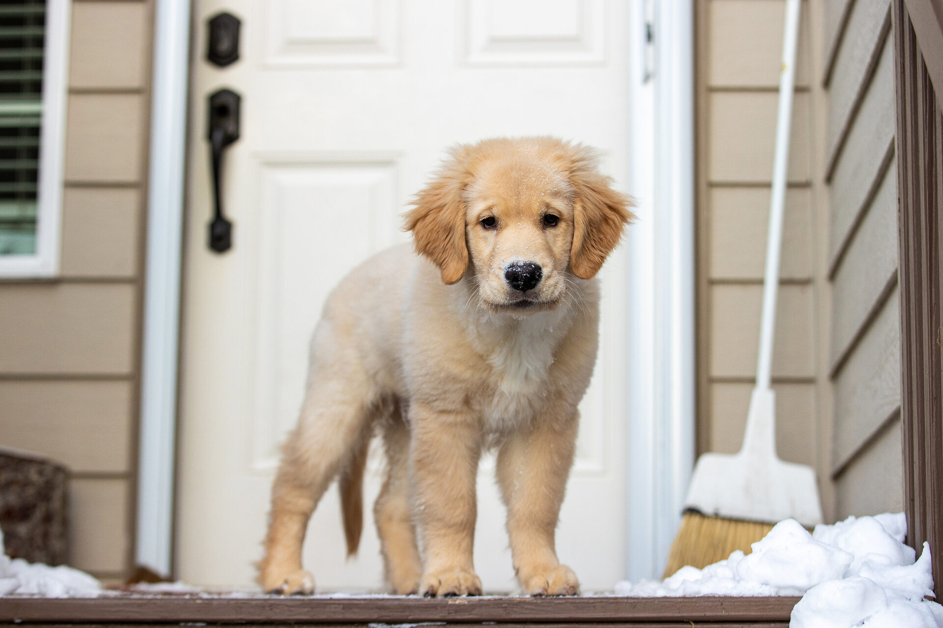 A puppy standing outdoors on a snowy porch