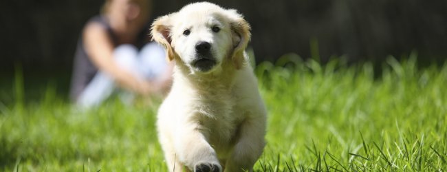 golden retriever puppy running on grass