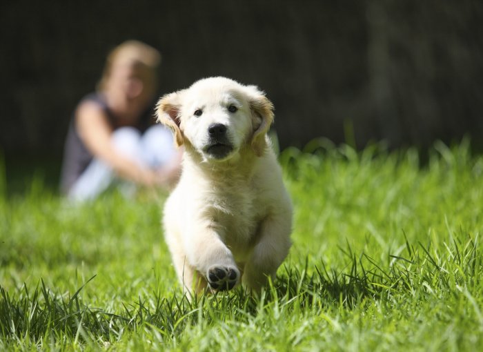 golden retriever puppy running on grass