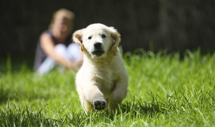 golden retriever puppy running on grass