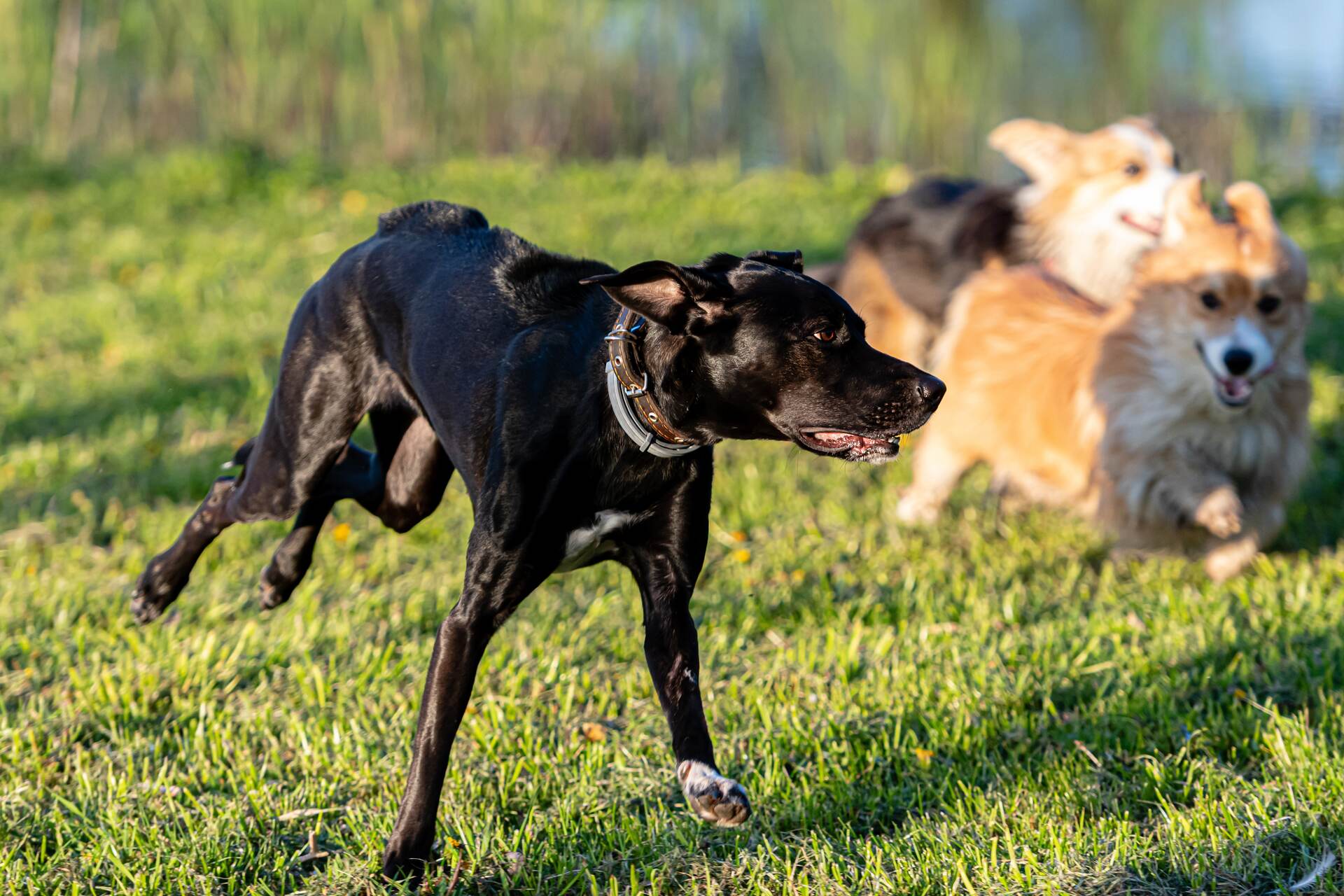A pack of dogs running in a garden