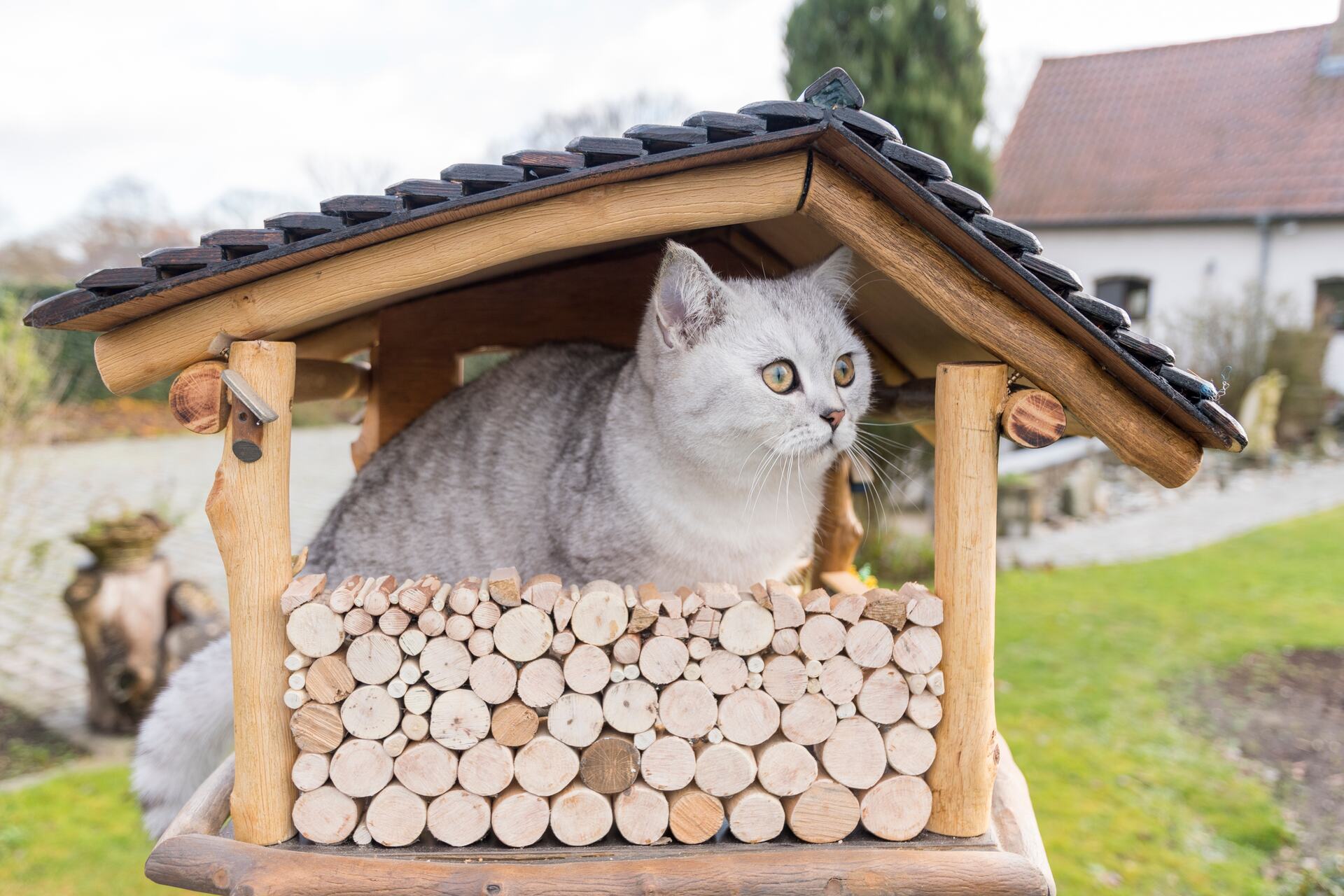 A cat sitting in an outdoor wooden house