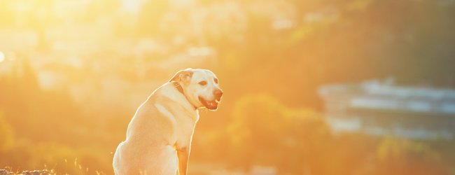 A dog sitting in a sunny spot