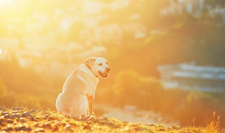 A dog sitting in a sunny spot