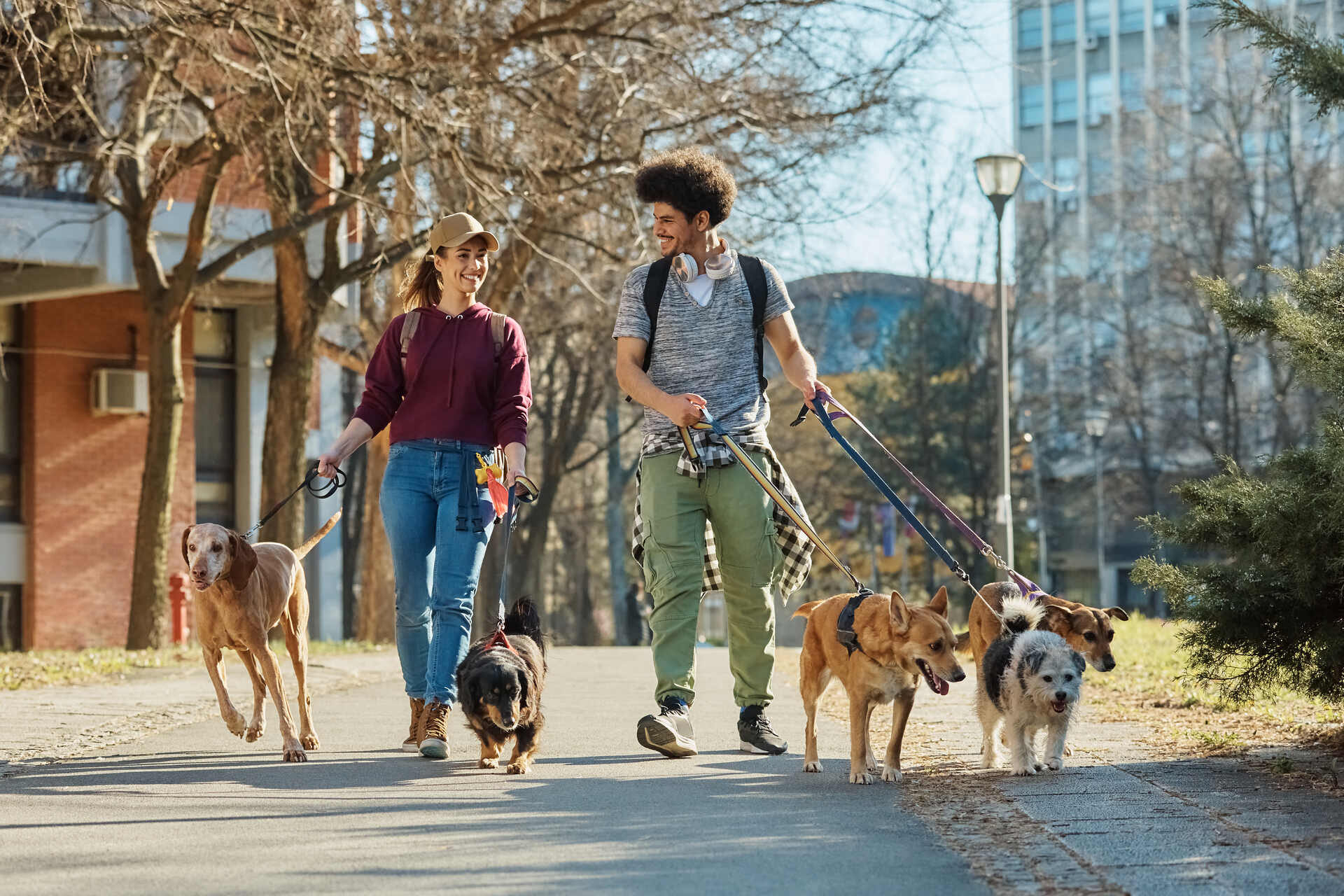 A pair of dog sitters walking multiple dogs on leash