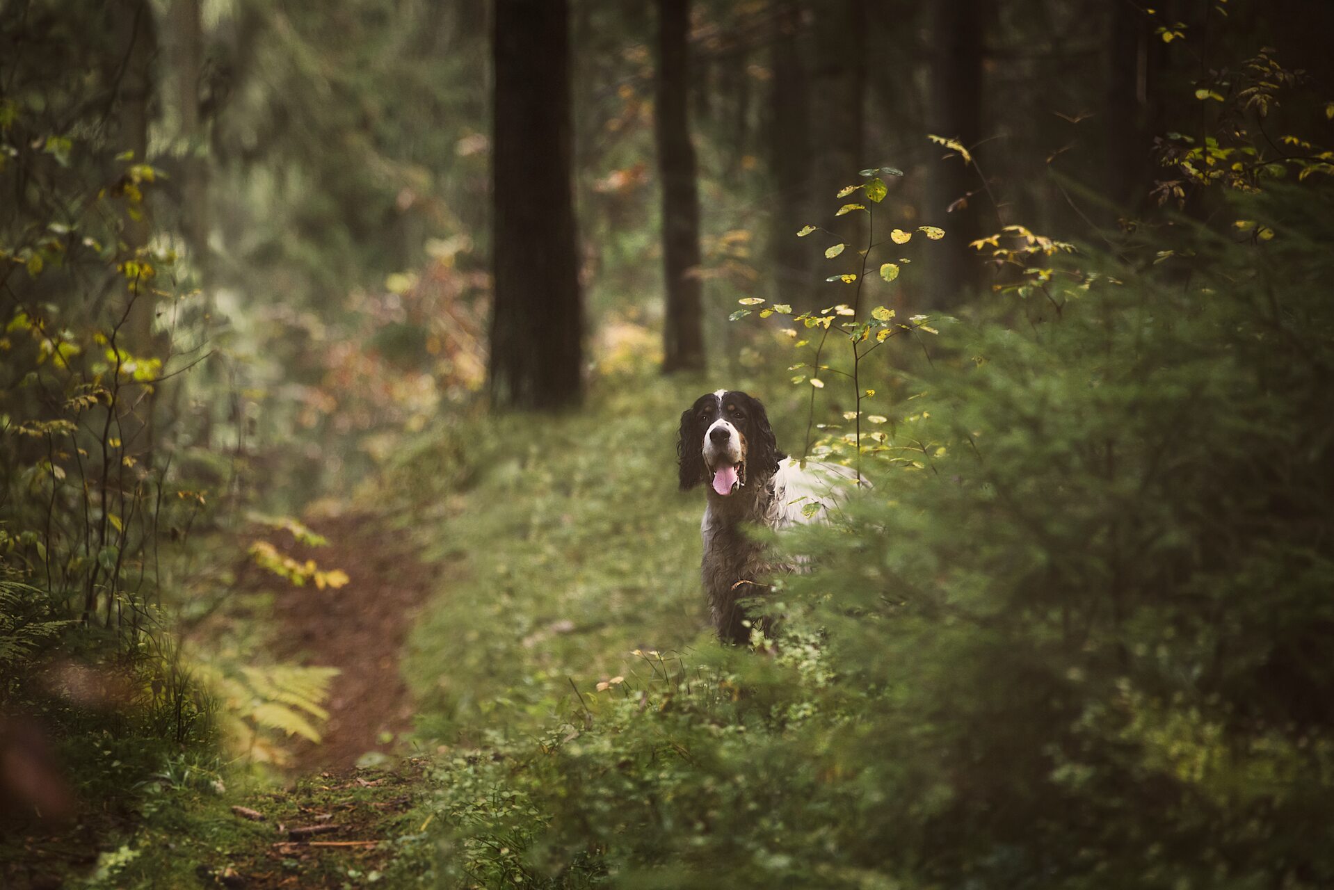 A dog exploring a forest path