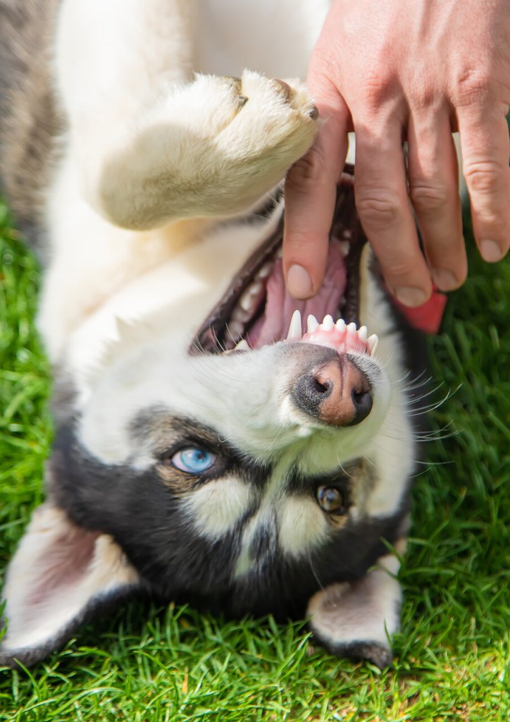 A dog playfully biting a man's hand