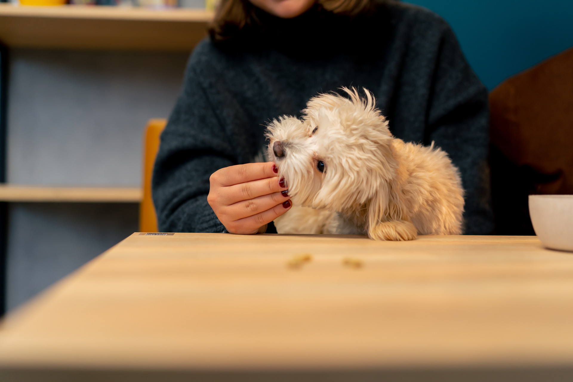 A woman feeding a small white dog a treat
