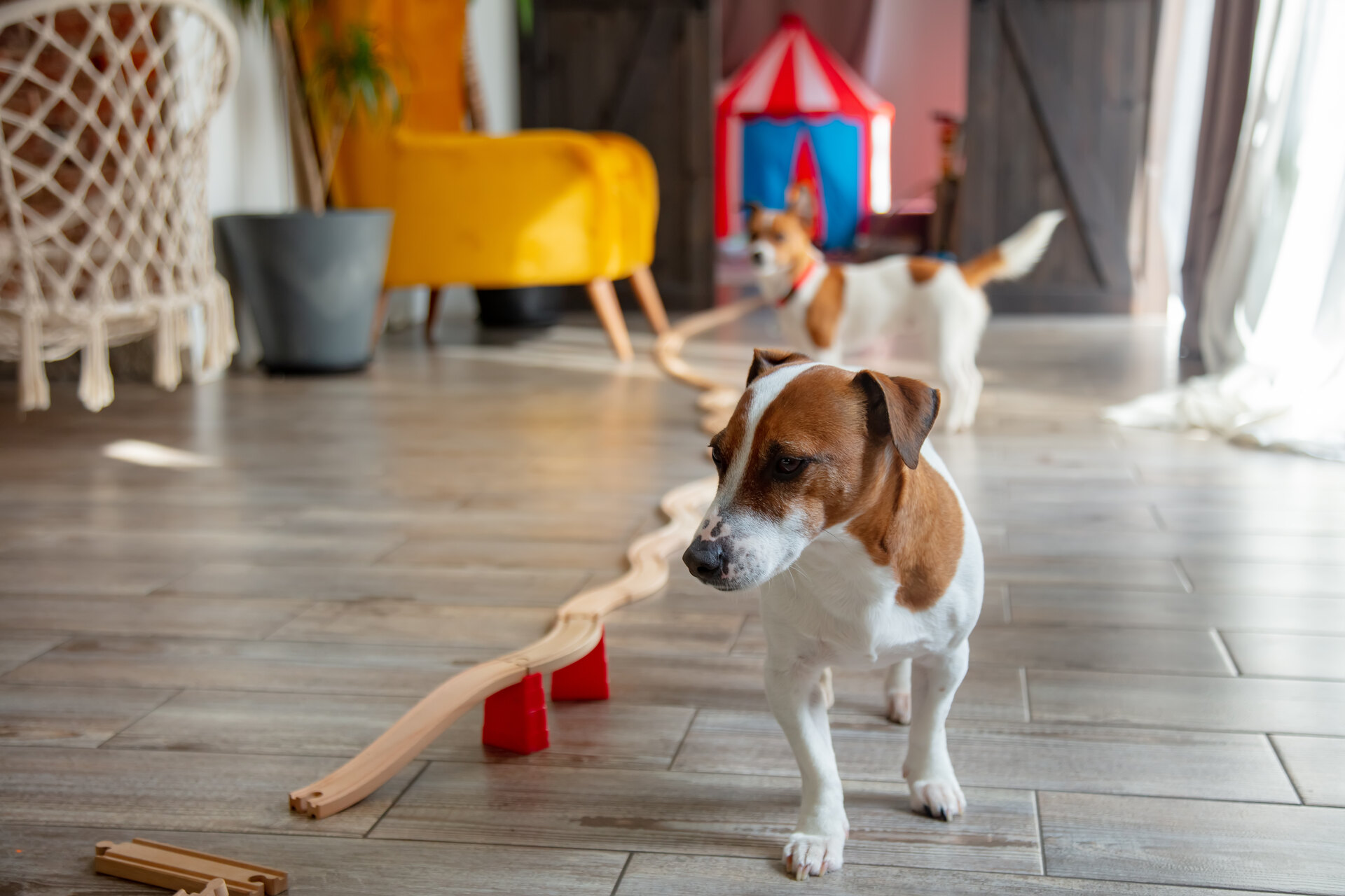 Two dogs playing with an indoor obstacle course