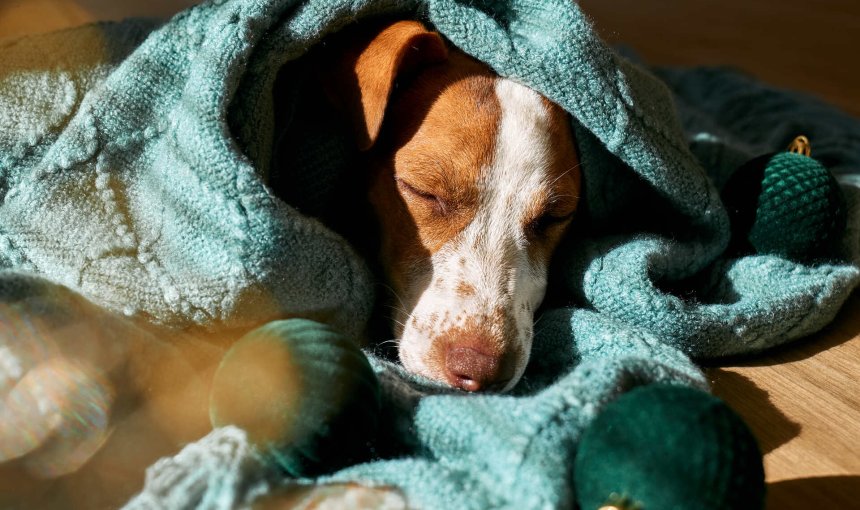 A dog sleeping wrapped up in a blanket