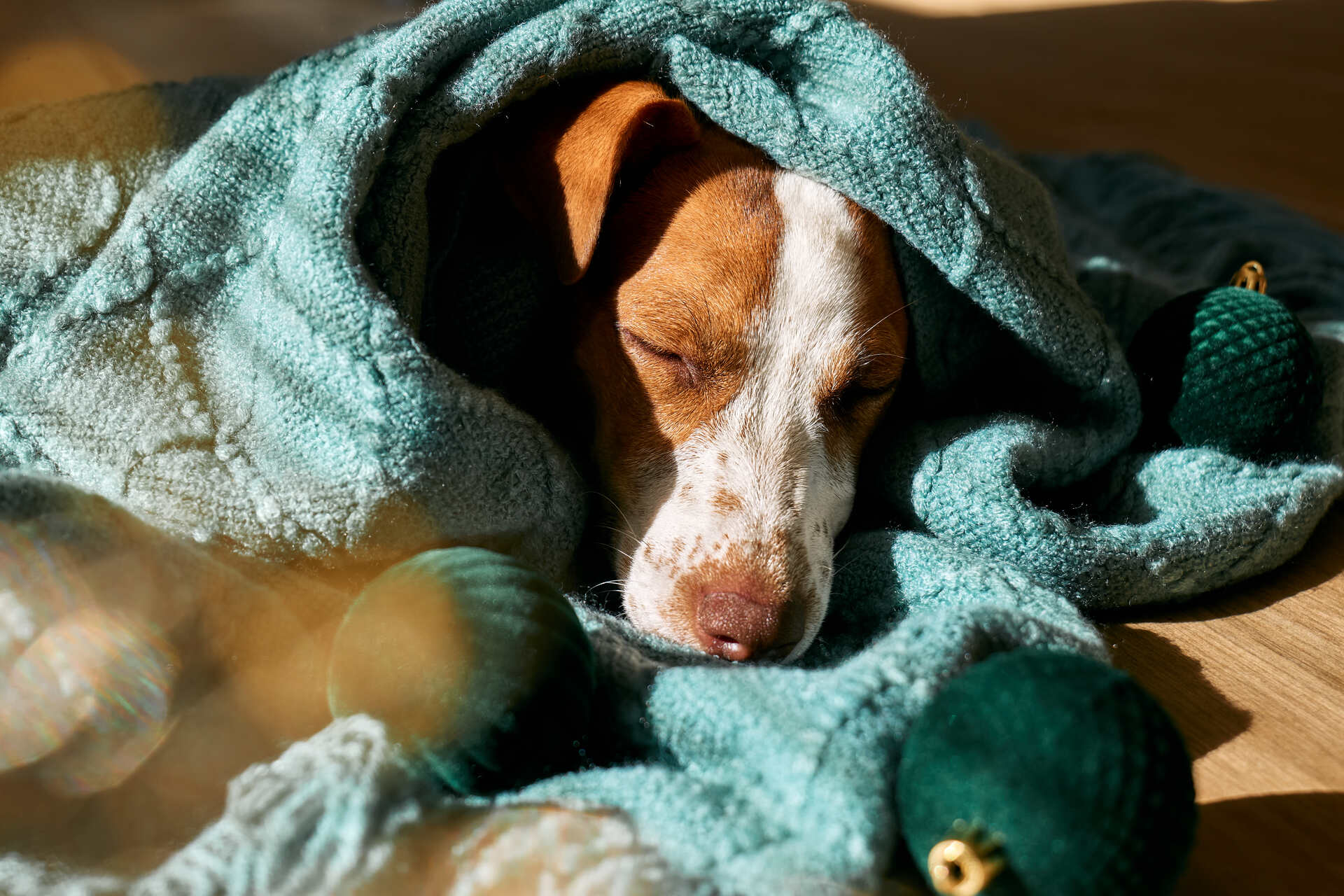 A sick dog lying under a blanket