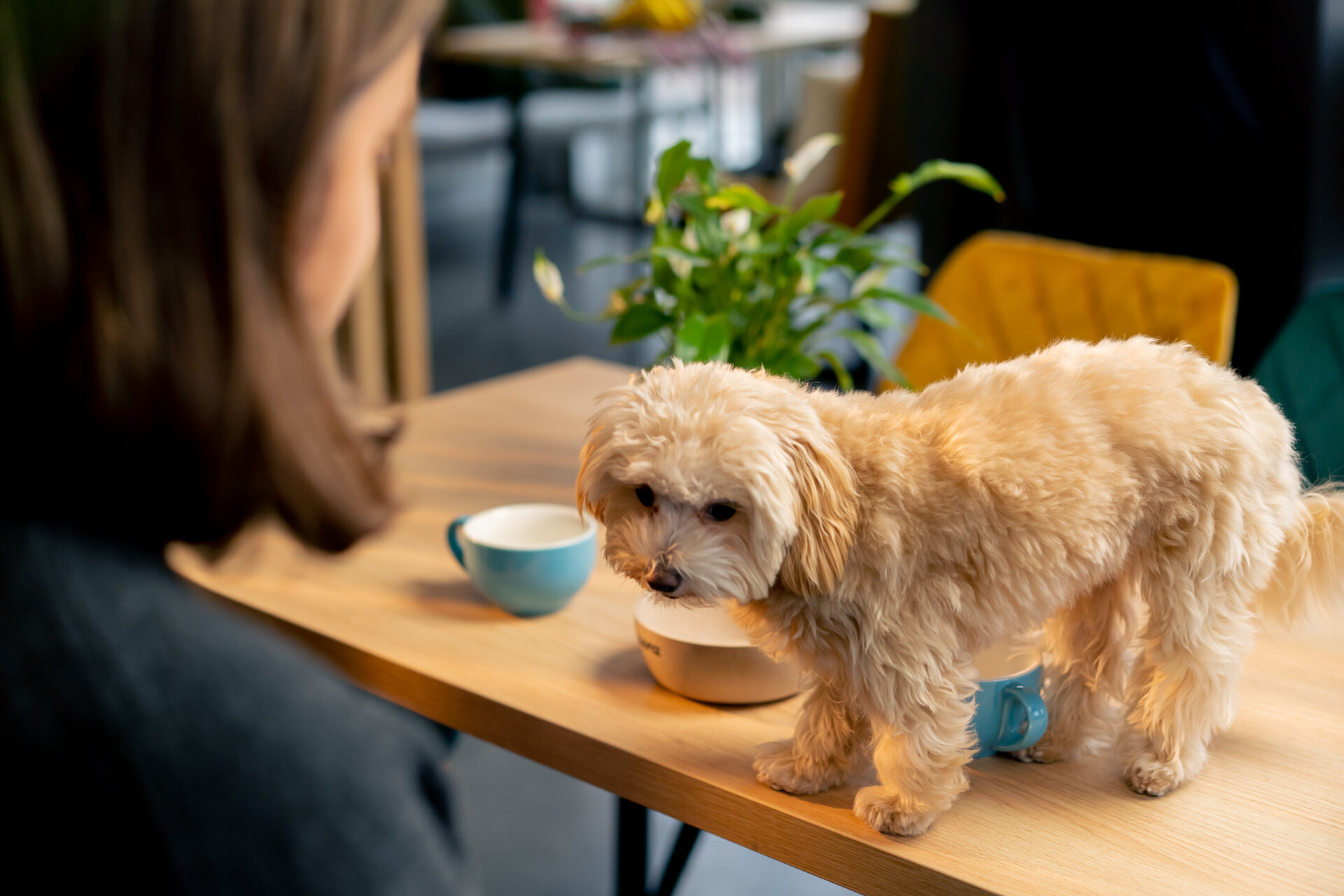 A dog begging for food on a table