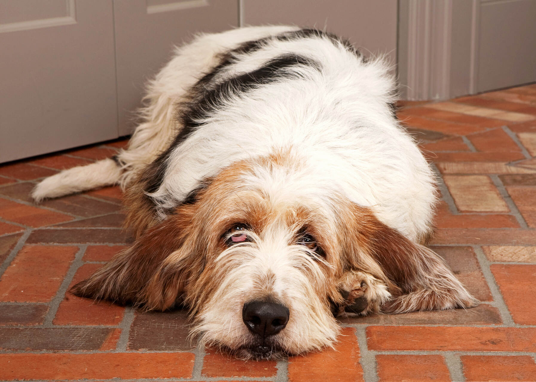 A sick dog lying on the floor