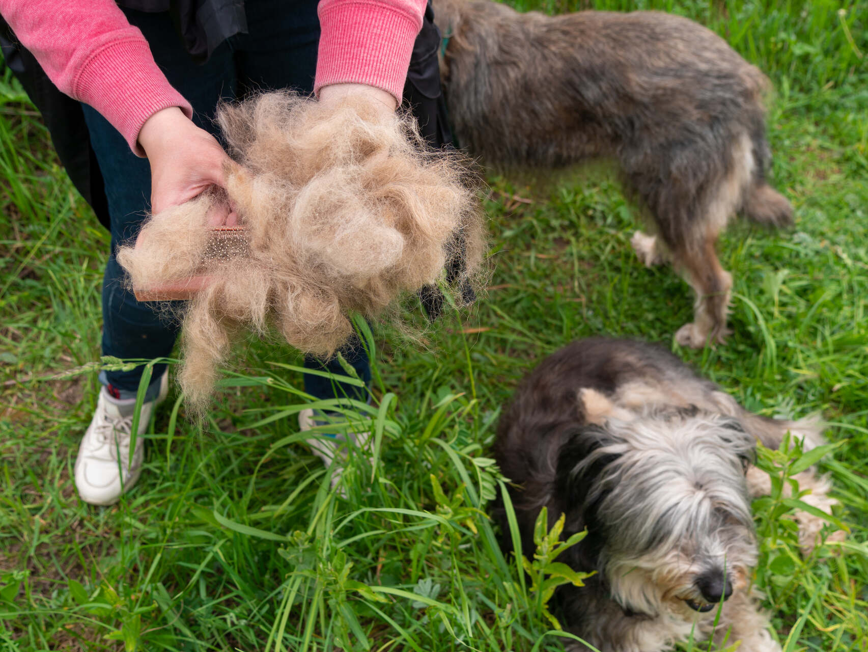 A woman holding a pile of shed fur from a small dog
