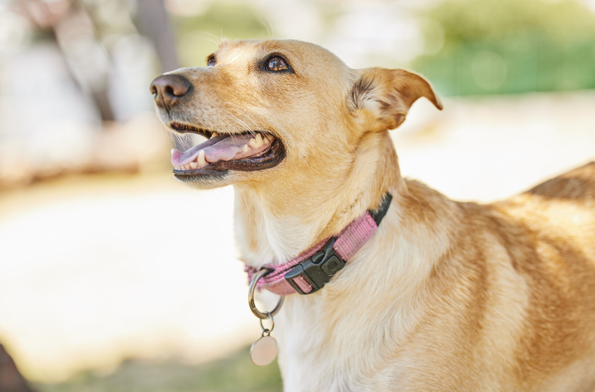 A dog wearing a pink collar with an ID tag