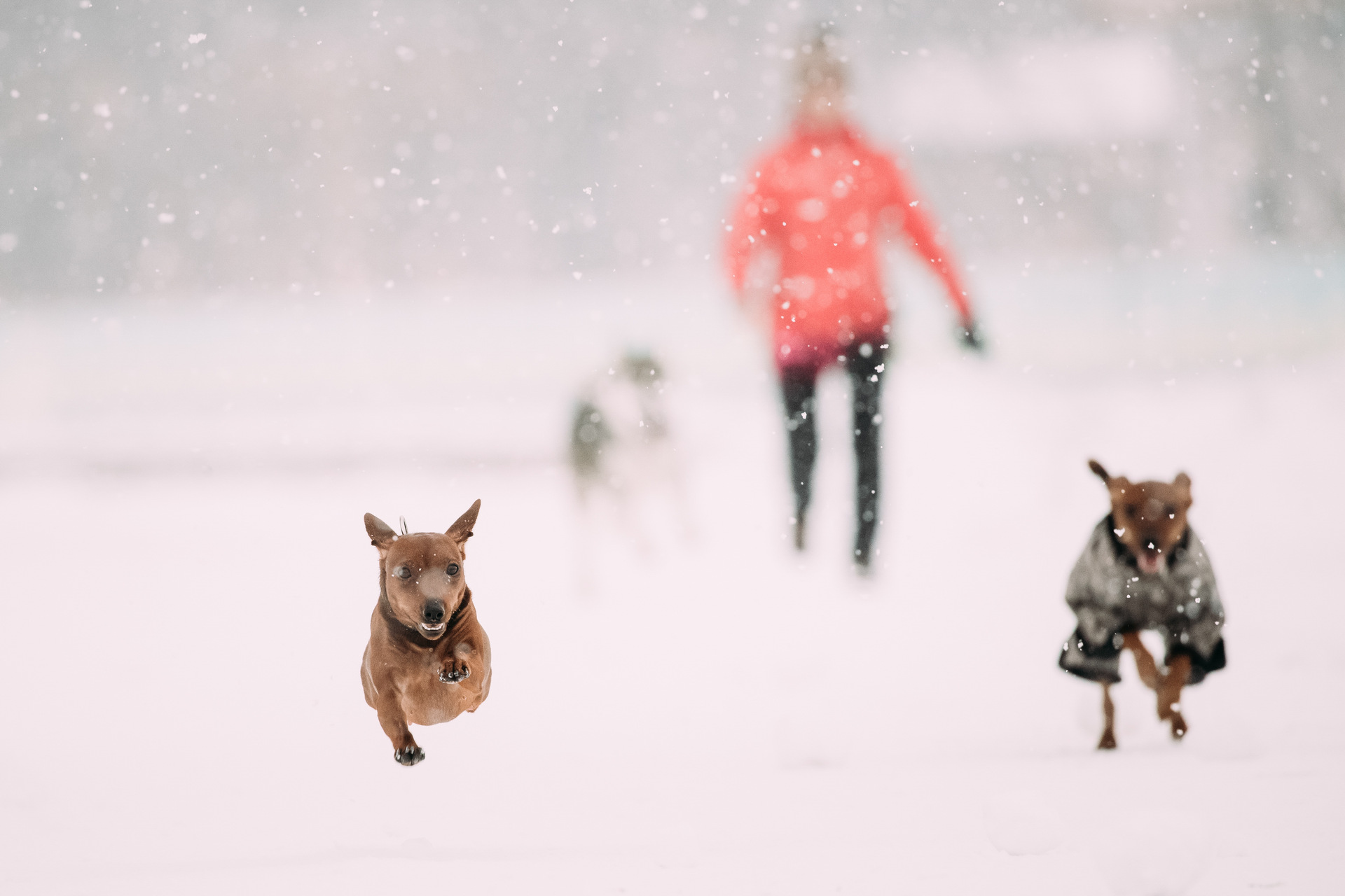 Two dogs running away in the snow