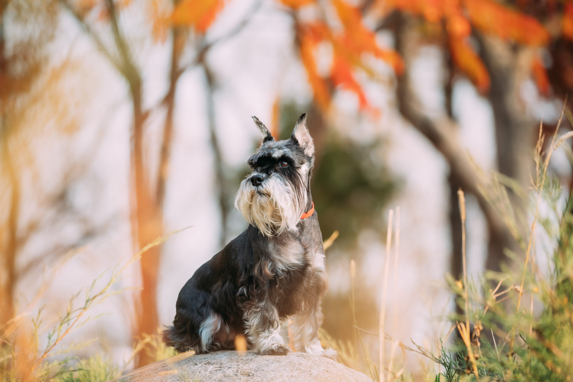 A MIniature Schnauzer in a forested area