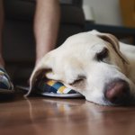 A dog sleeping on the floor