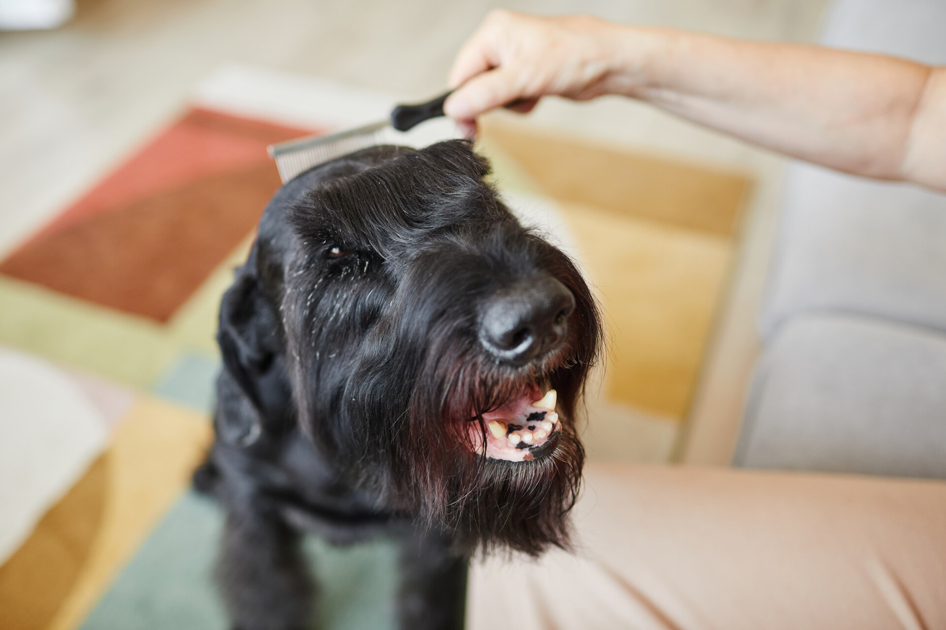 A man grooming a dog with a brush
