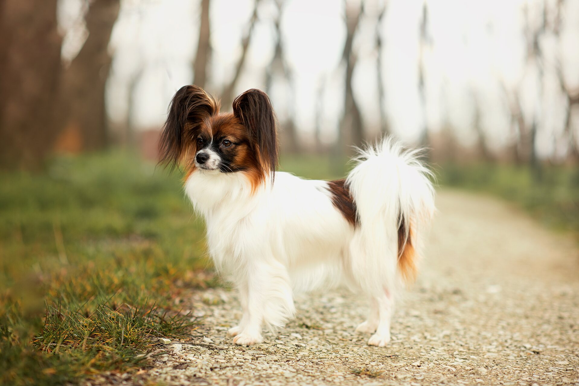 A Papillon dog in a forest