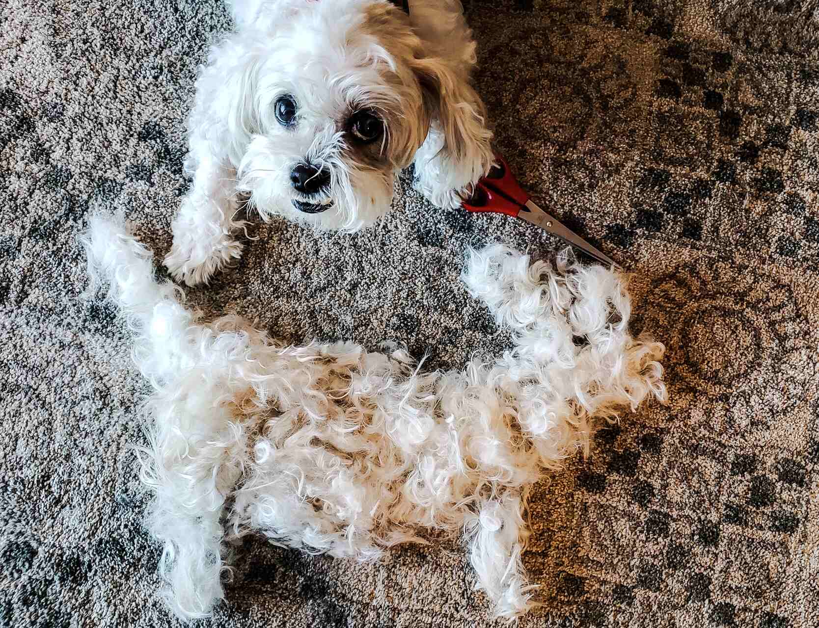 A small dog poses with a heap of fur on a carpet