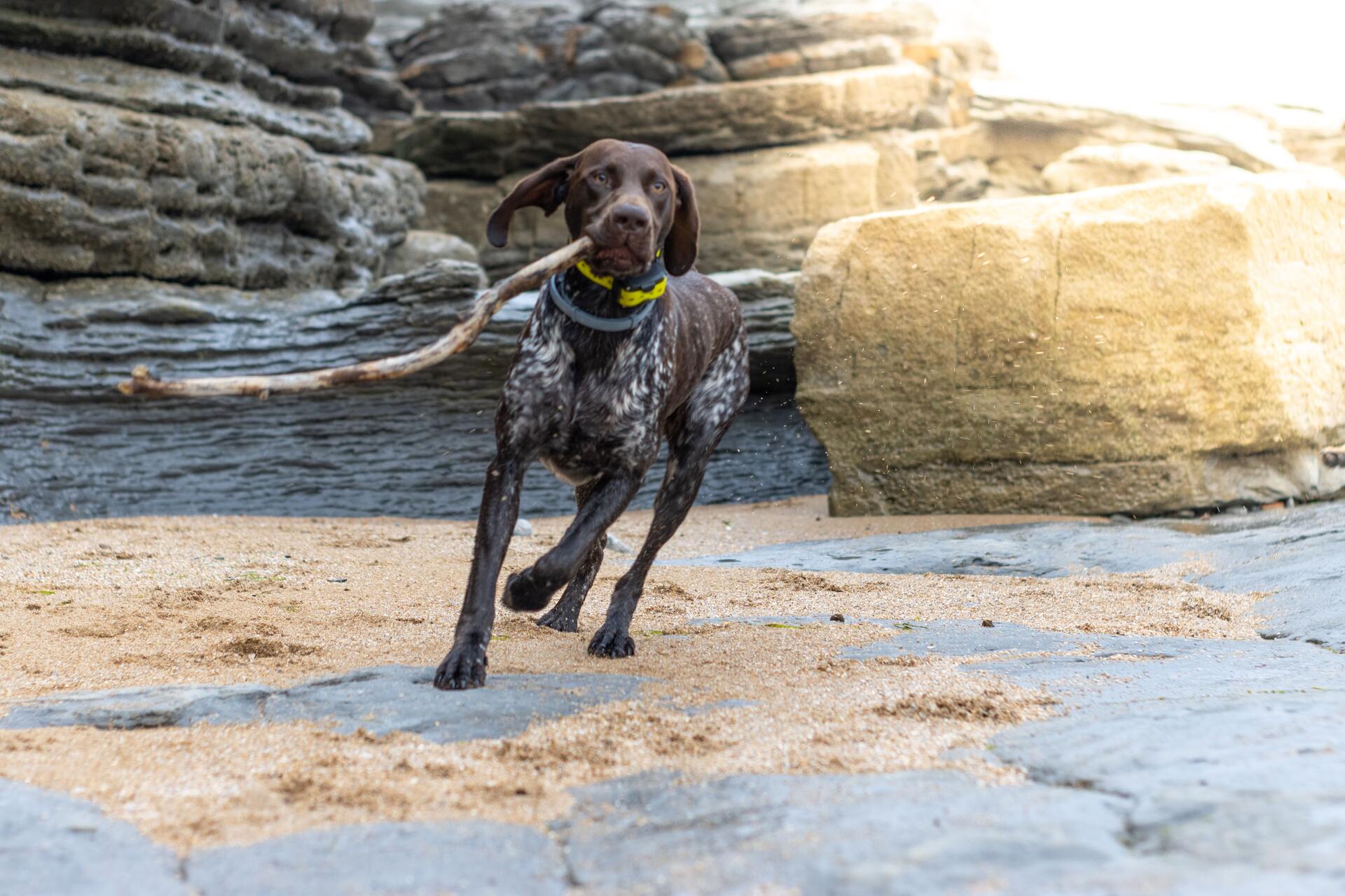 A German Shorthaired Pointer playing on a beach