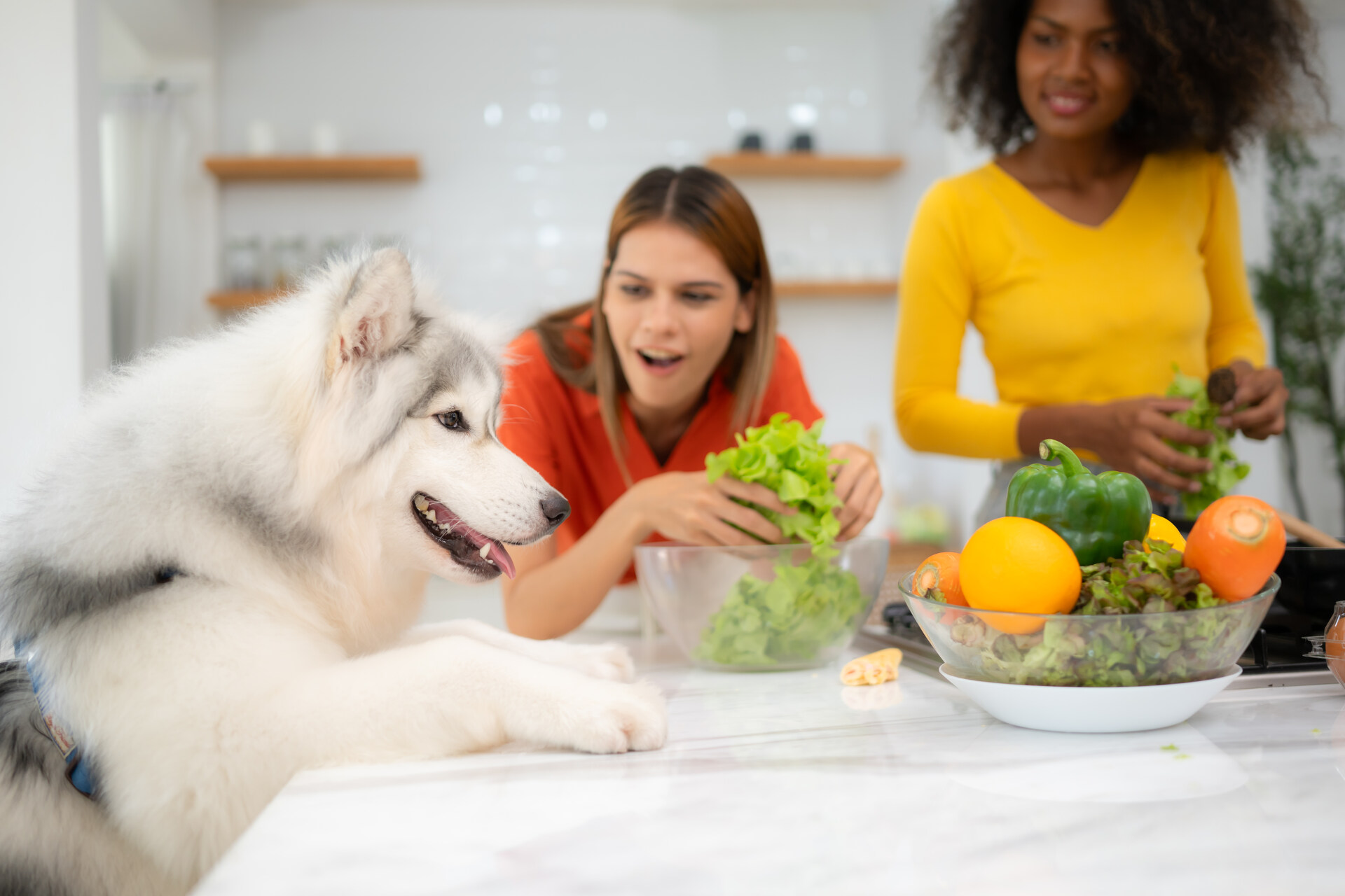 Two women preparing a salad in a kitchen along with a dog