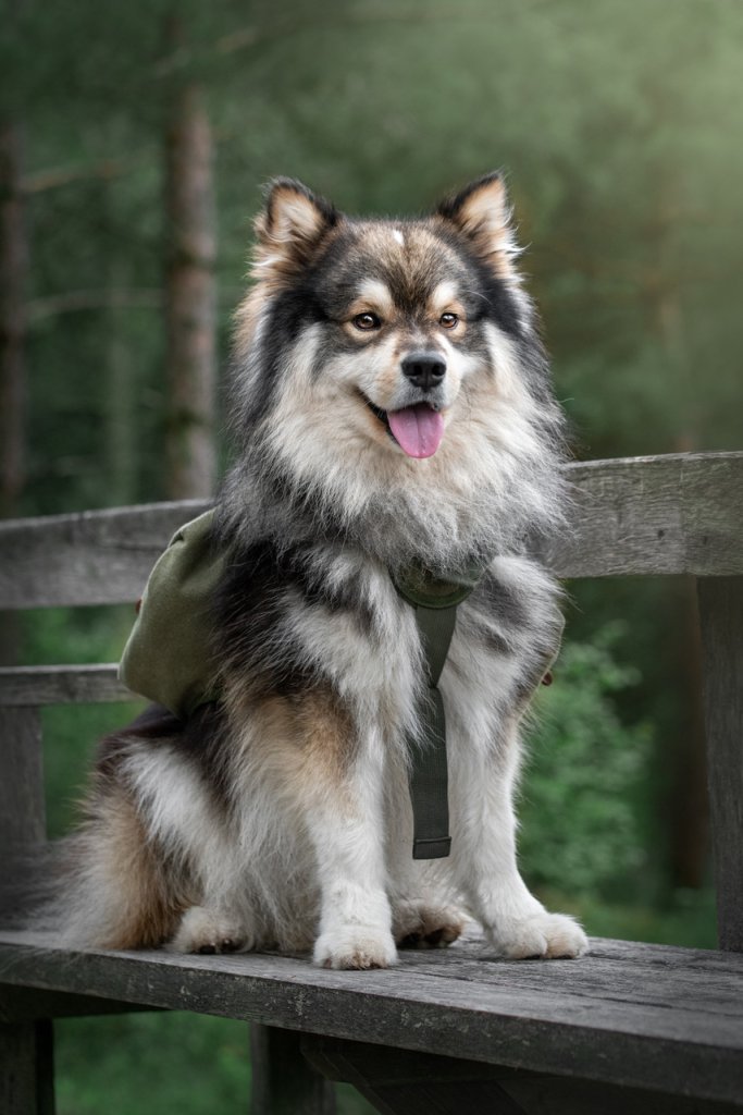 A young Finnish Lapphund dog sitting on a wooden bench