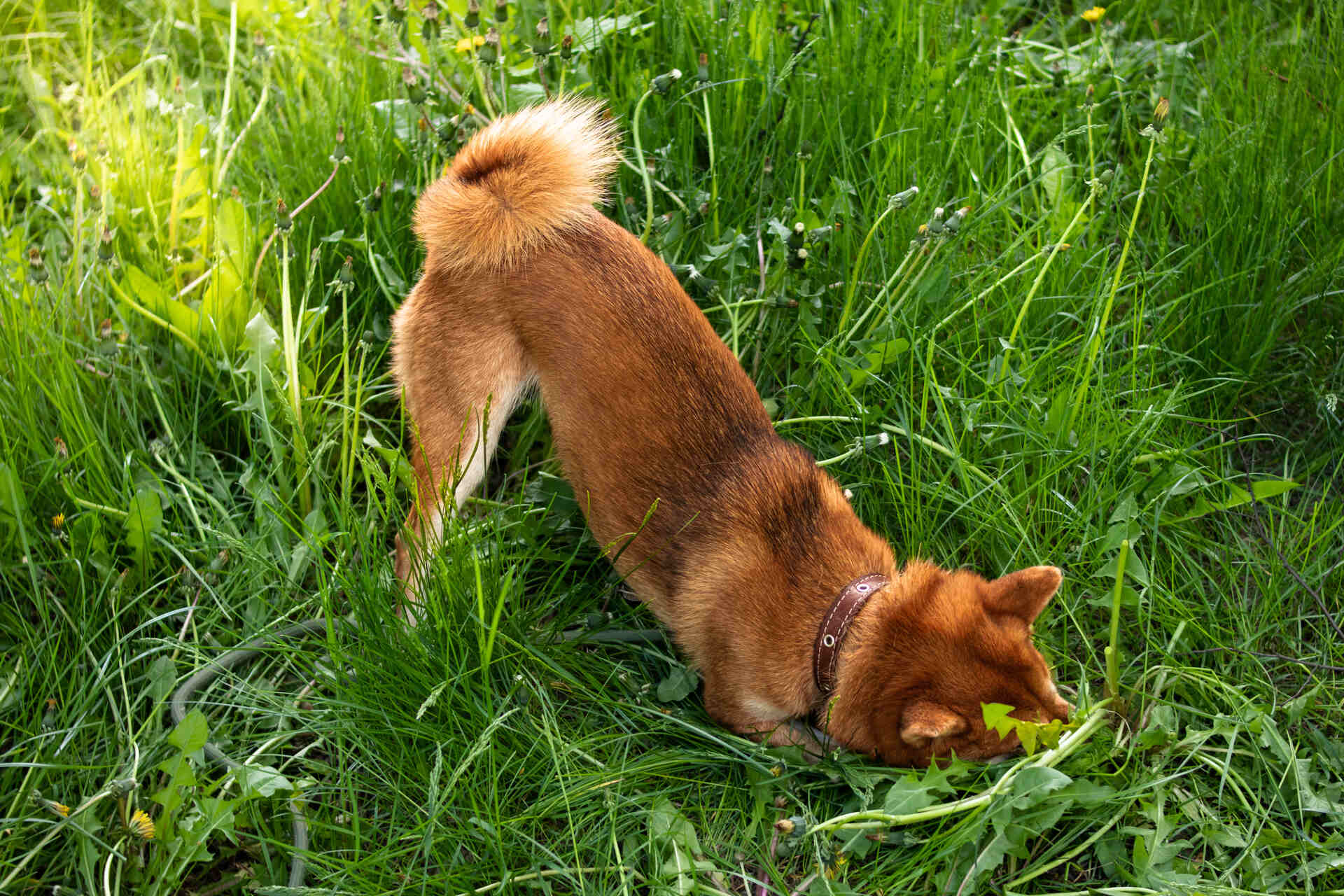 A dog playing in the grass outdoors